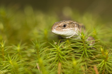 Zootoca vivipara