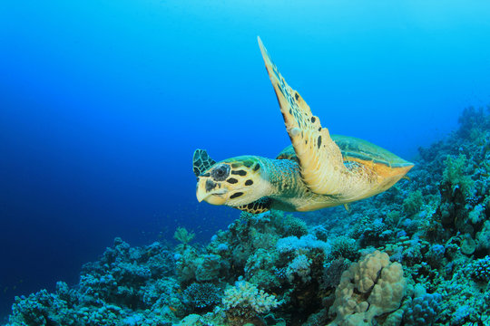 Hawksbill Turtle