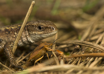 Zootoca vivipara