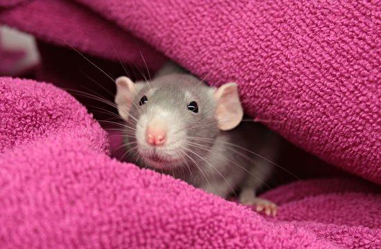Ratte Photos Royalty Free Images Graphics Vectors Videos Adobe Stock