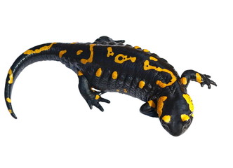Fire Salamander, Salamandra maculosa, Salamandra salamandra