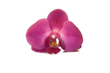 Orchidée