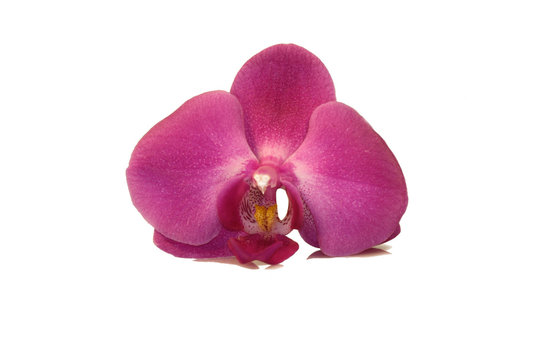 Orchid&eacute;e