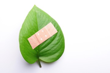 ecology