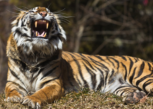 Tiger roarr
