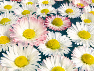 Fototapeta premium Daisies