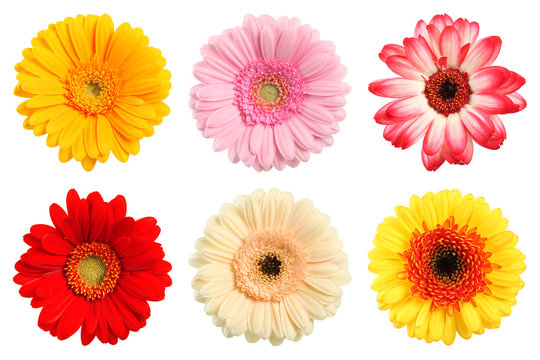 Bunte Deko Blumen