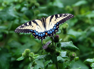 An Eastern Tiger Swallowtail