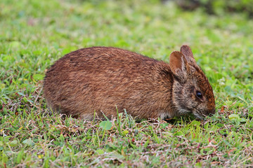 Florida Marsh Hare