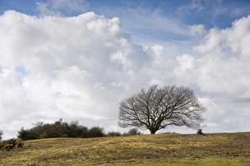 Single tree on hill against stunning vibrant blue sky and clouds