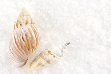 Seashells on bath salt
