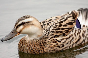 Close up profile of a female mallard,