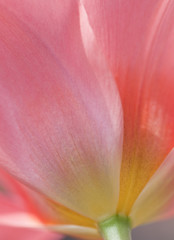 Beautiful macro close up of fresh Spring vibrant tulip flower
