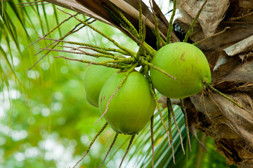 An image of fresh young coconut © kongsky