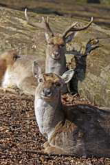 Damwild