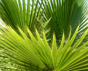 Hojas de Palmera, Hojas de Palma.
