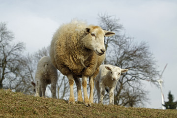 Schaf mit Lamm