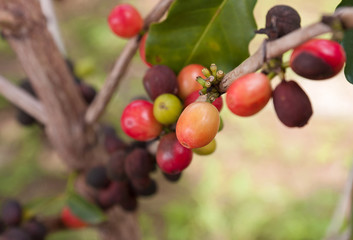 cerises de café sur caféier