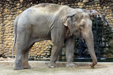 Naklejka premium Elefante asiático