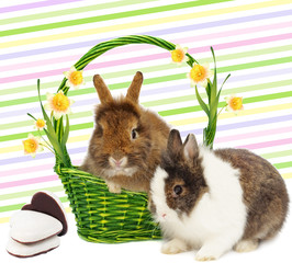 rabbits in basket with narcissus and cookies