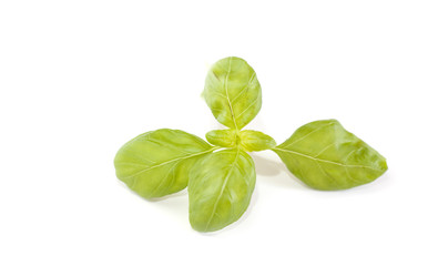 branche de basilic frais