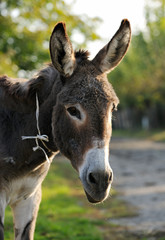 Obraz na płótnie Canvas Donkey portrait