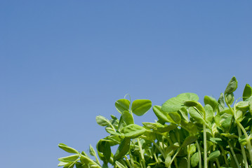豆苗の新芽と青空