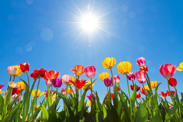 Tulips in the sun