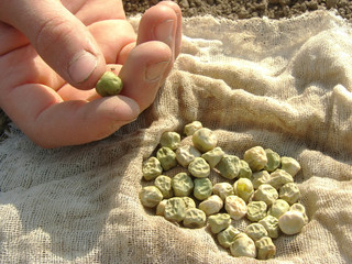 hand with peas seeds
