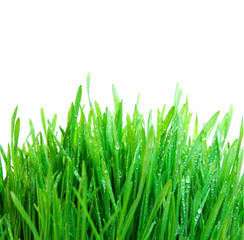 green grass with dew isolated on white
