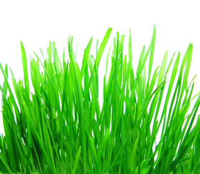 fresh bright grass on white background