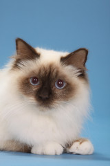 tête du chat sacré de Birmanie