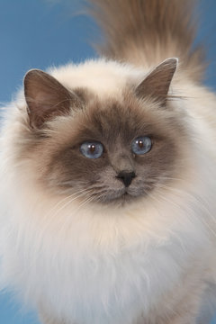 poil vaporeux du sacr&eacute; de Birmanie de face