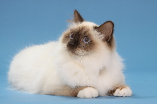 chat birman allongé