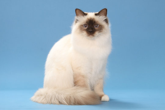 sacred cat of burma - sacr&eacute; de Birmanie