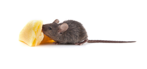 Mouse and cheese