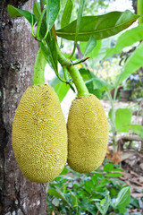 Two jack fruit on tree