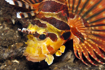 Shortfin lionfish