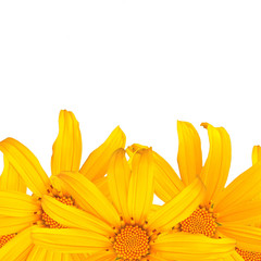 An image of an isolated yellow flower