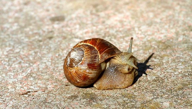 Snake Video Full HD