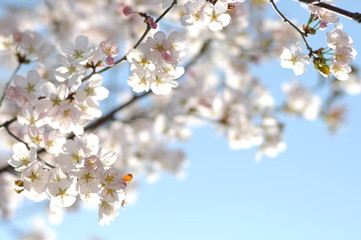 Obraz premium サクラのアップ