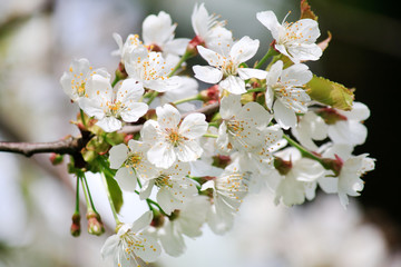 spring flowers