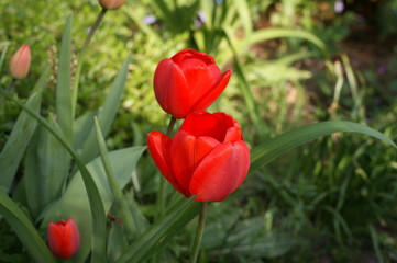 Bezaubernde Tulpen
