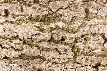 Close up of old bark with moss