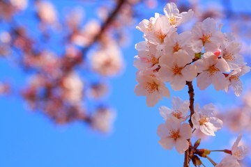 Obraz premium 春色と青空