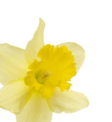 yellow daffodil close-up