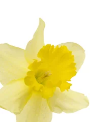 Wall murals Narcissus yellow daffodil close-up