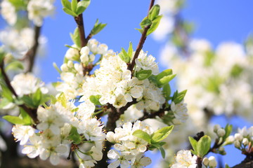 Blühender Obstbaum im Frühling