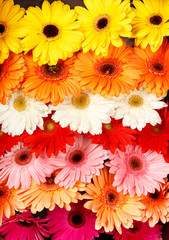 beautiful gerbers