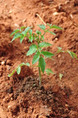 tomato seedling